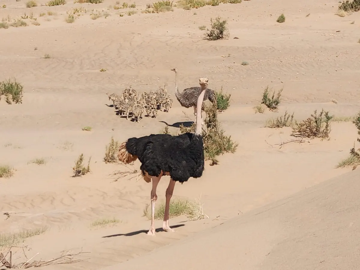 Autruche dans les dunes du Grand Sud marocain