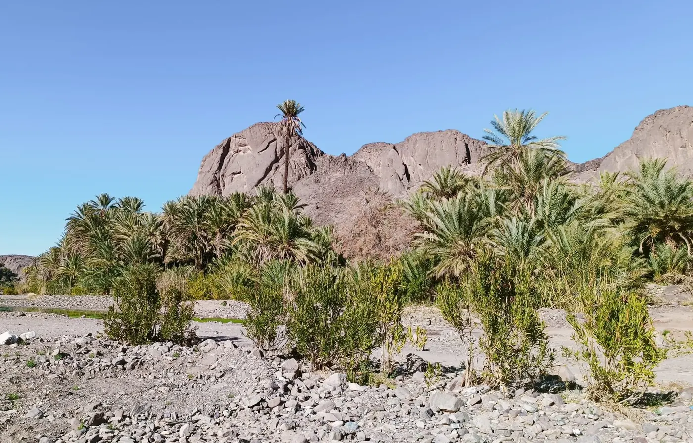 Palmeraie de l’oasis de Fint près de Ouarzazate