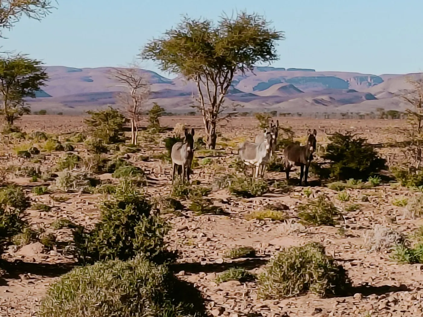 Acacias et montagnes arides dans le Sud marocain